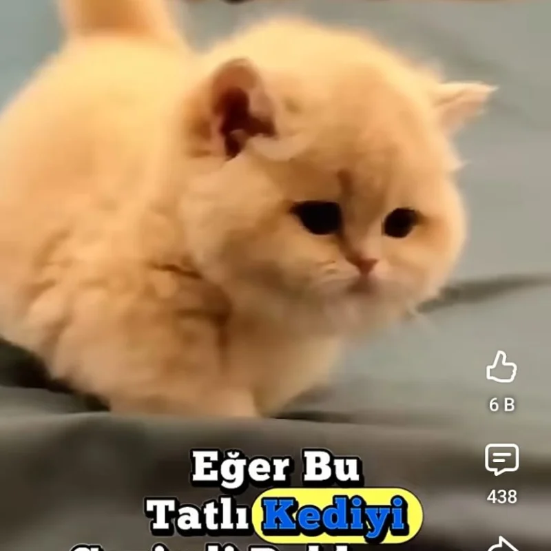 Profil Resmi