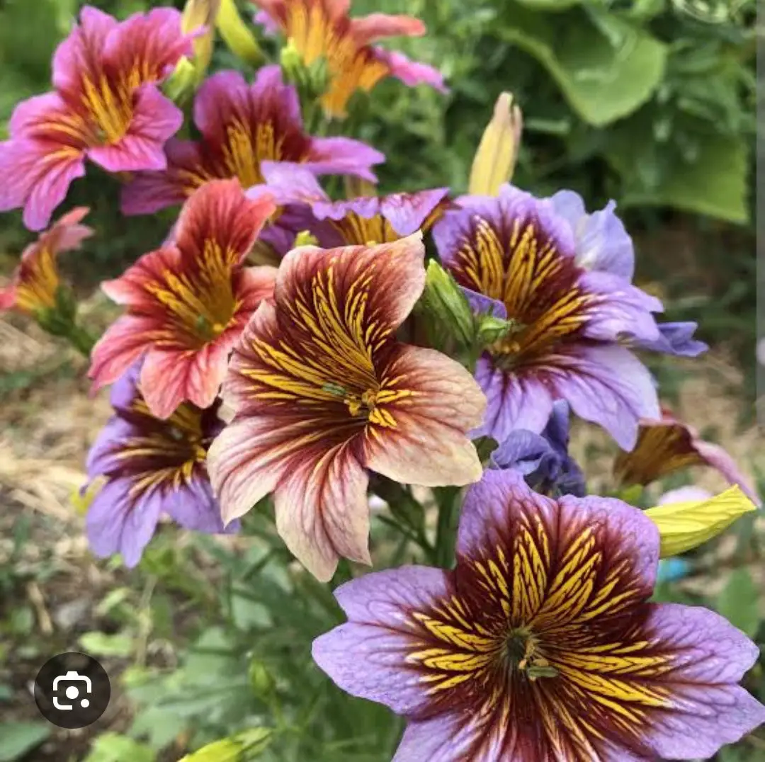 Süperbissima çiçeği tohumu