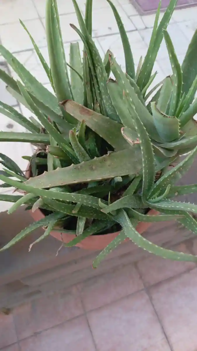 Aloe vera saksı bitkisi
