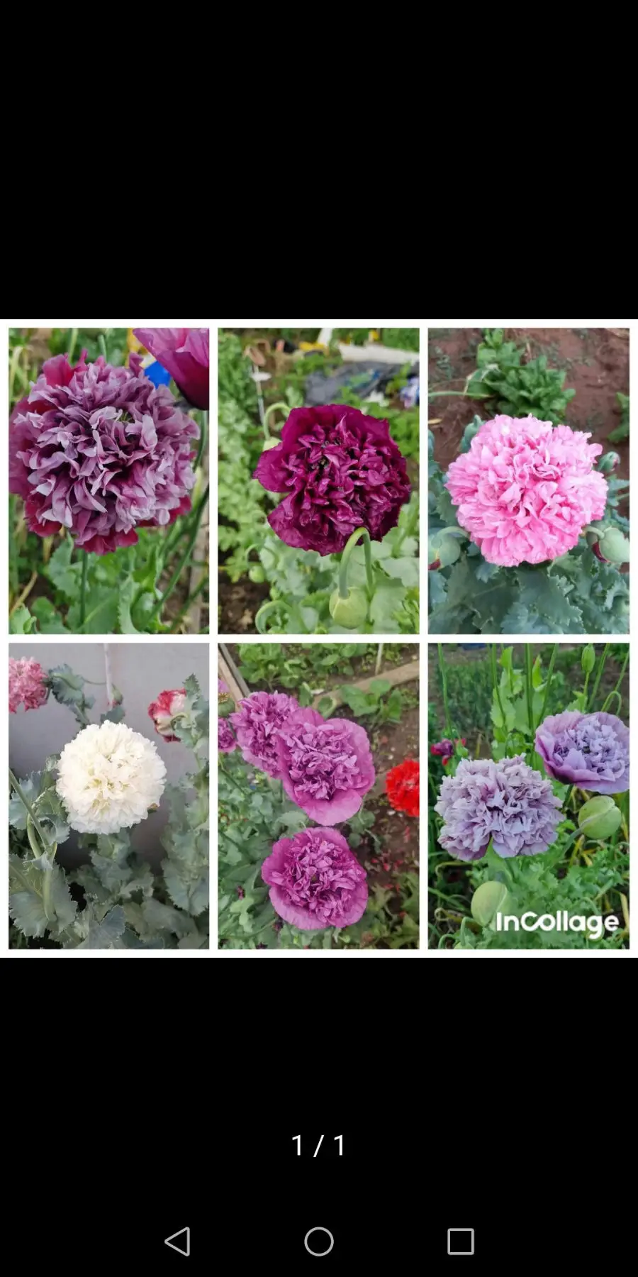 Katmerli şakayık gelincik tohumu