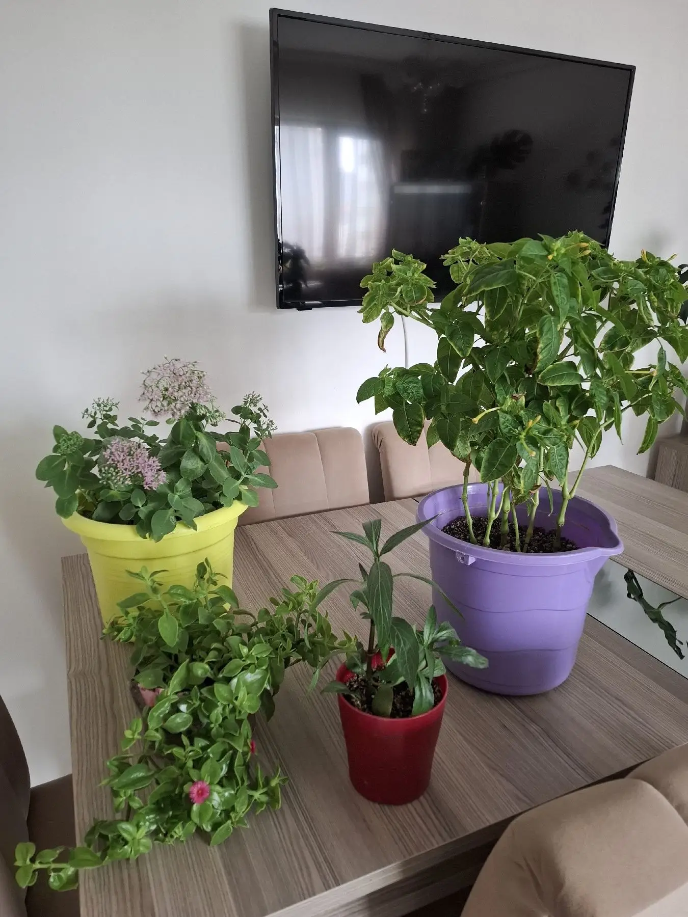 Hepsi 550₺ canlı çiçekler