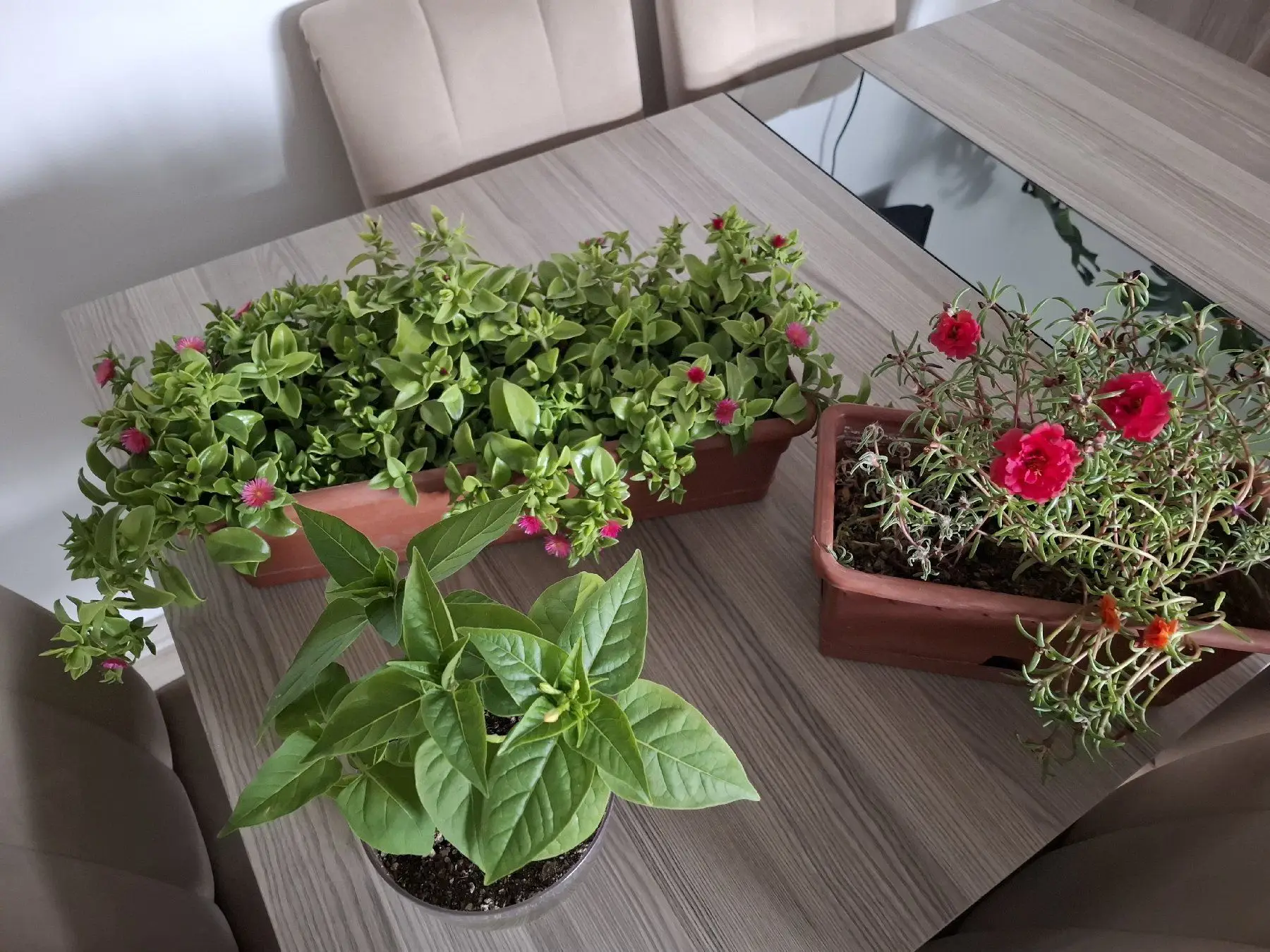 Renkli çiçekli saksı bitkileri