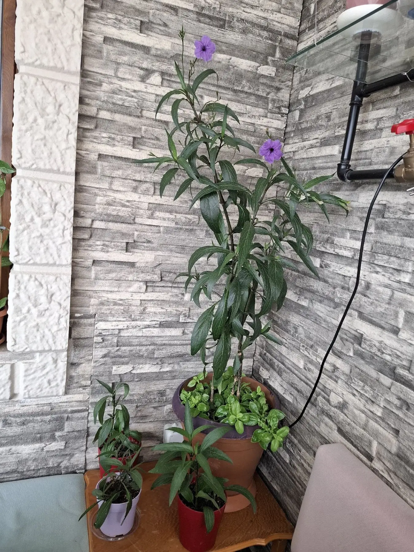 Mor çiçekli saksı bitkisi ( meksika petunyası)