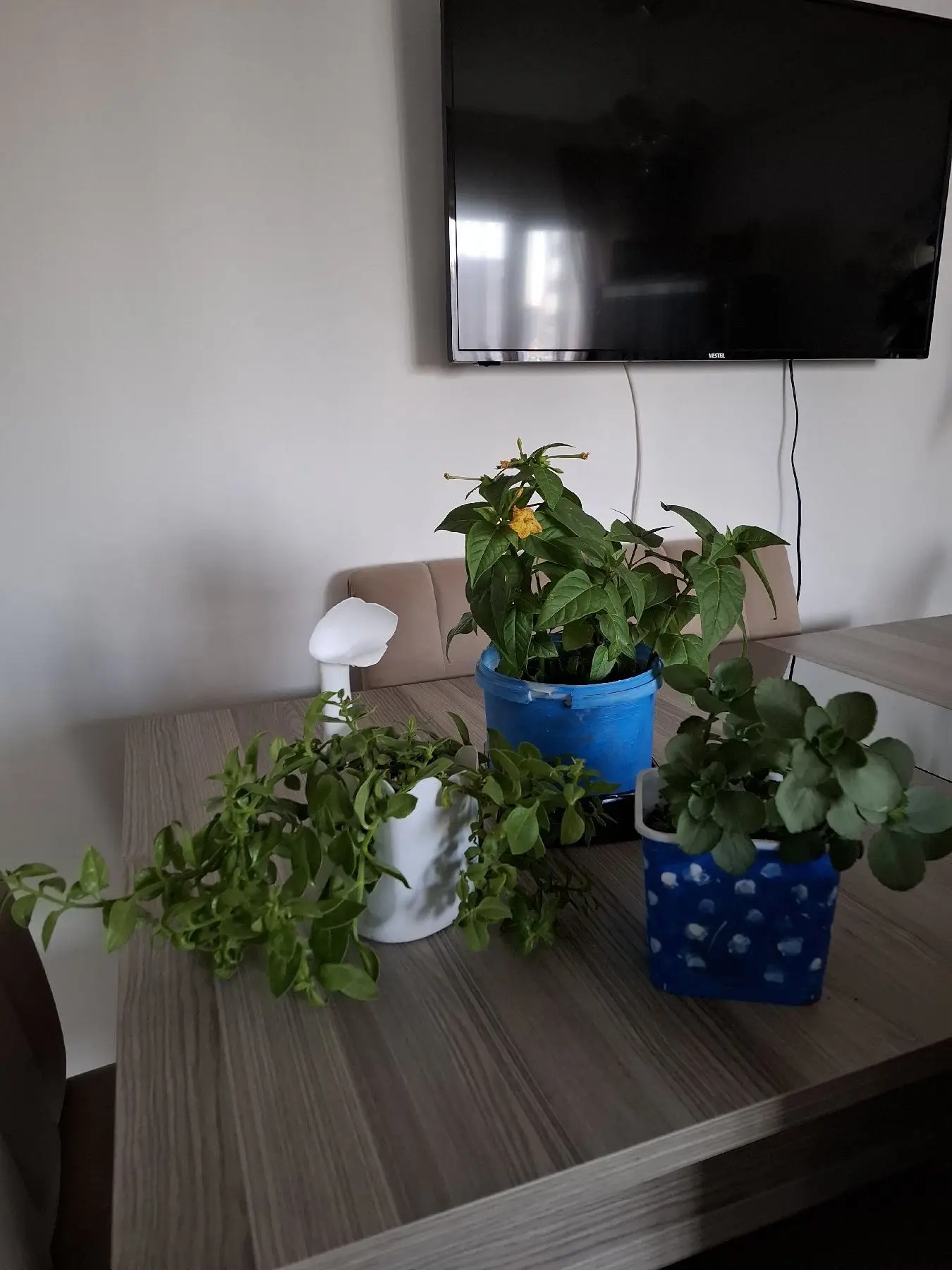 Canlı çiçekler hepsi 350₺