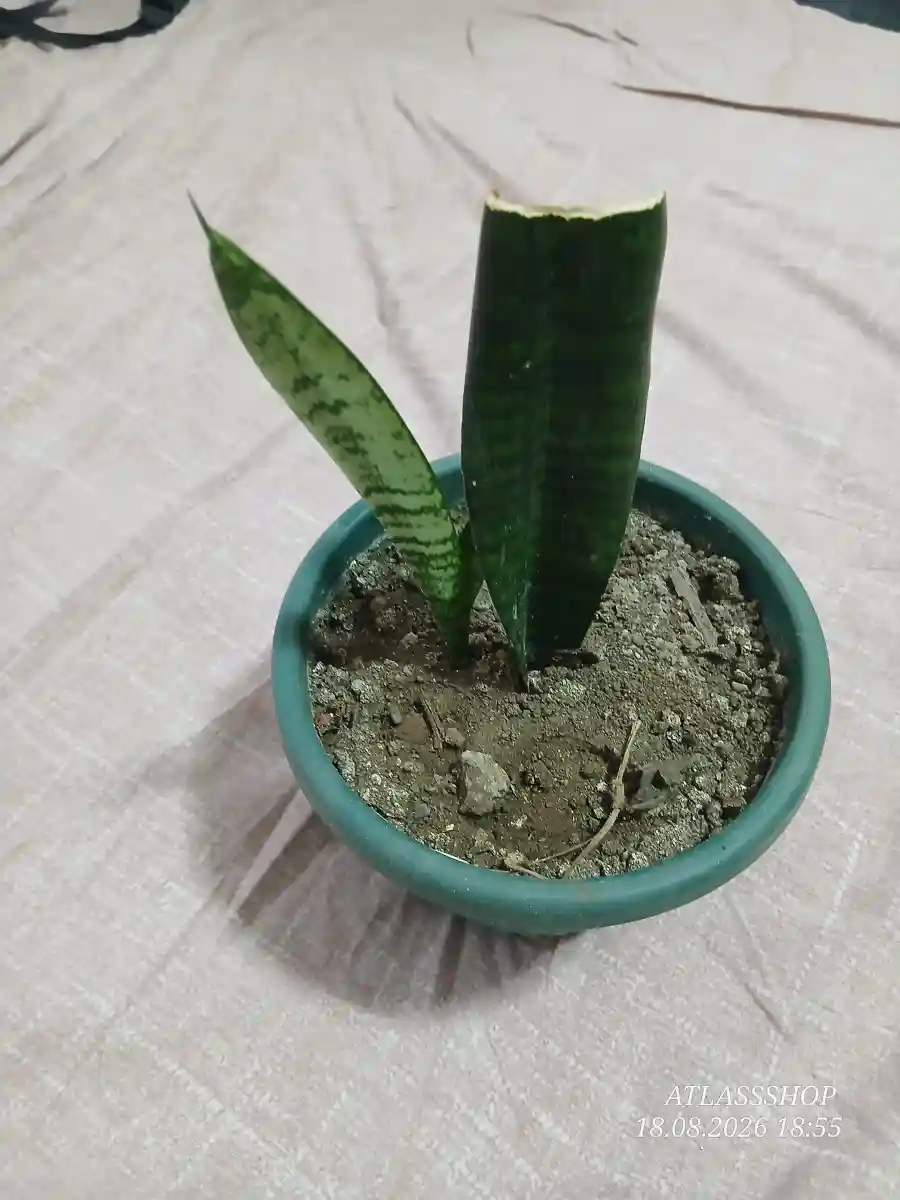 Köklü, yavrulu paşa kılıcı (15 cm) - üretim çeliğievimde özenle yetiştirdiğim, yaprak çeliği yö