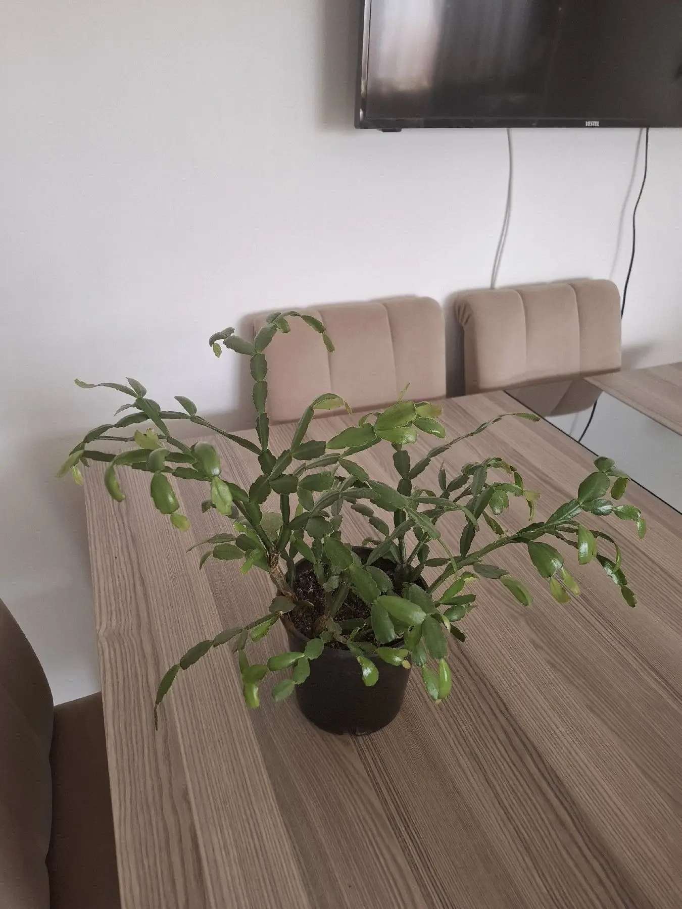 Yeşil saksı bitkisi ( paskalya çiçeği pembe renkte)