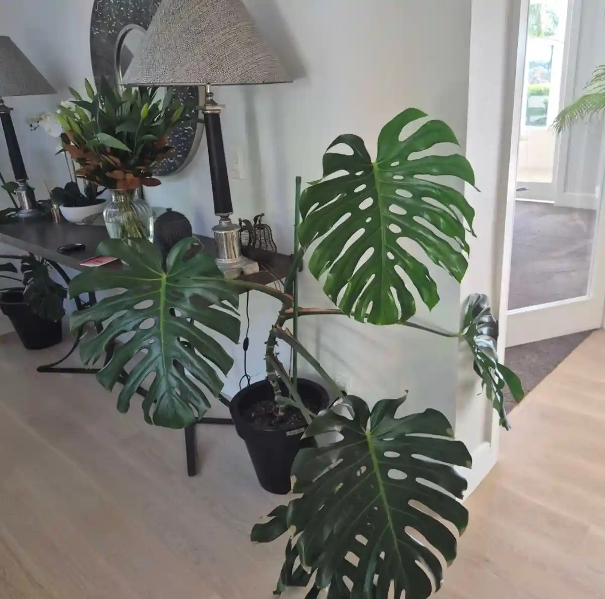 Monstera bitkisi saksıda