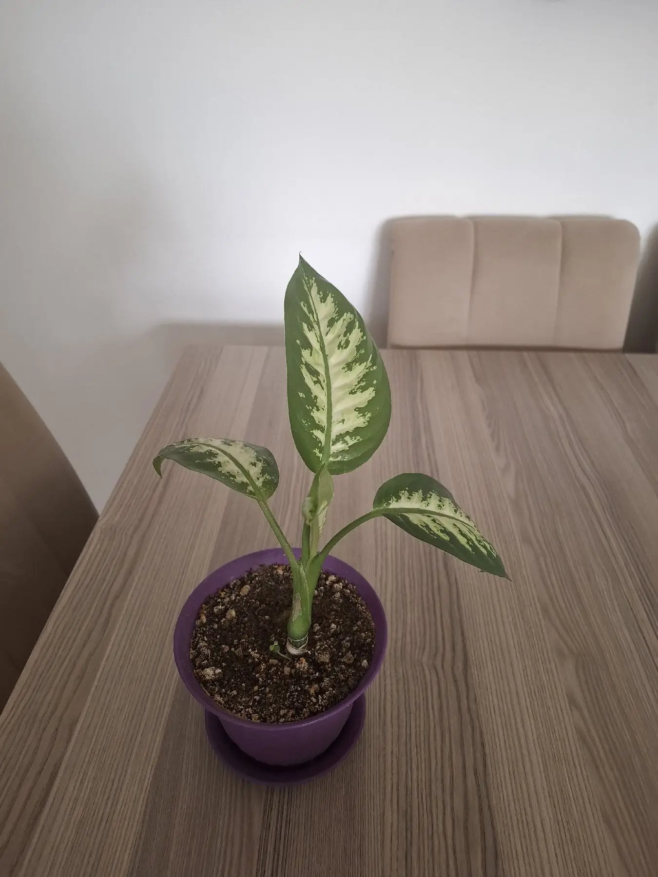 Difenbahya bitkisi saksıda