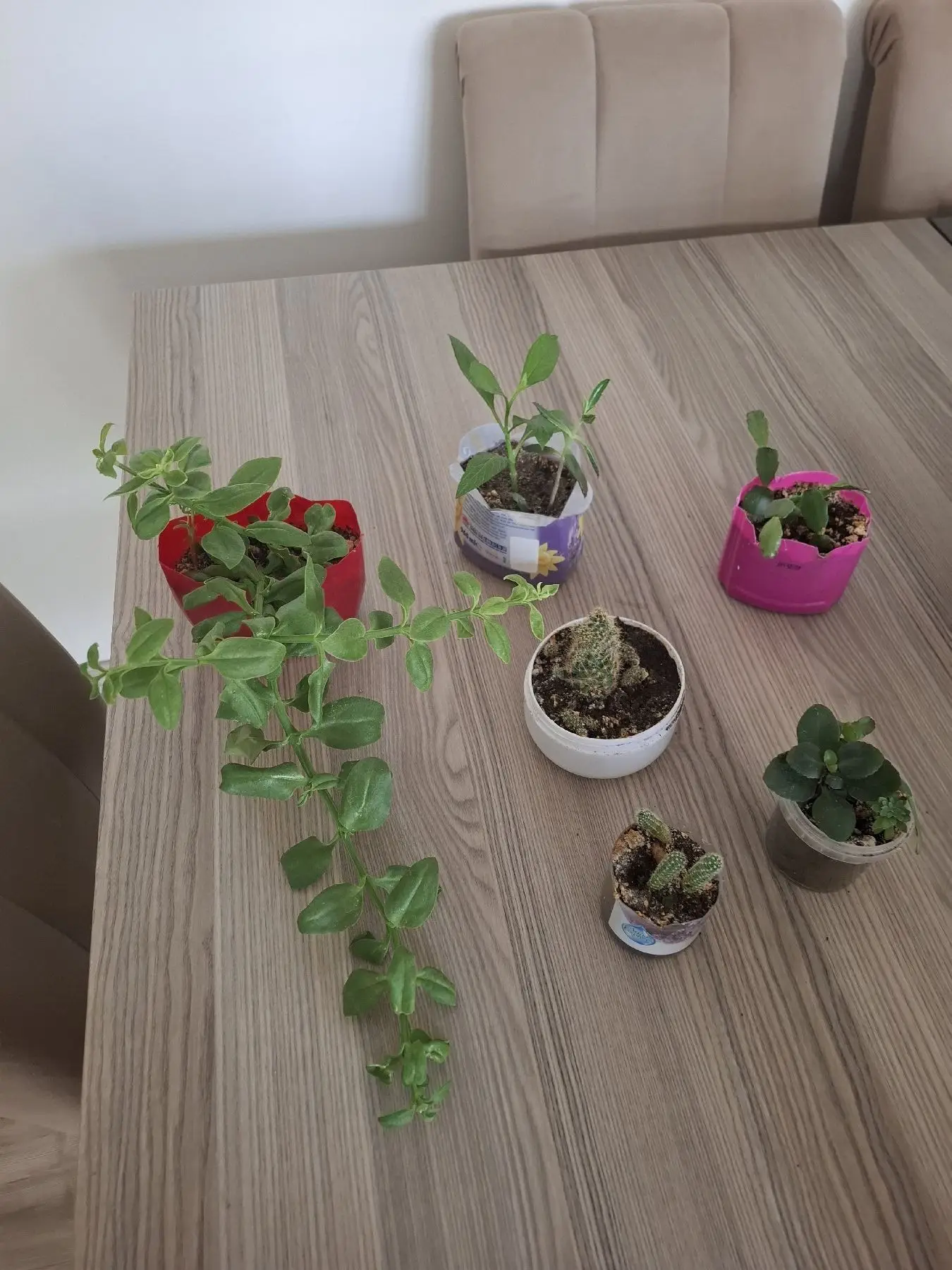 Renkli saksılarda çeşitli bitkiler ( hepsii 100₺)