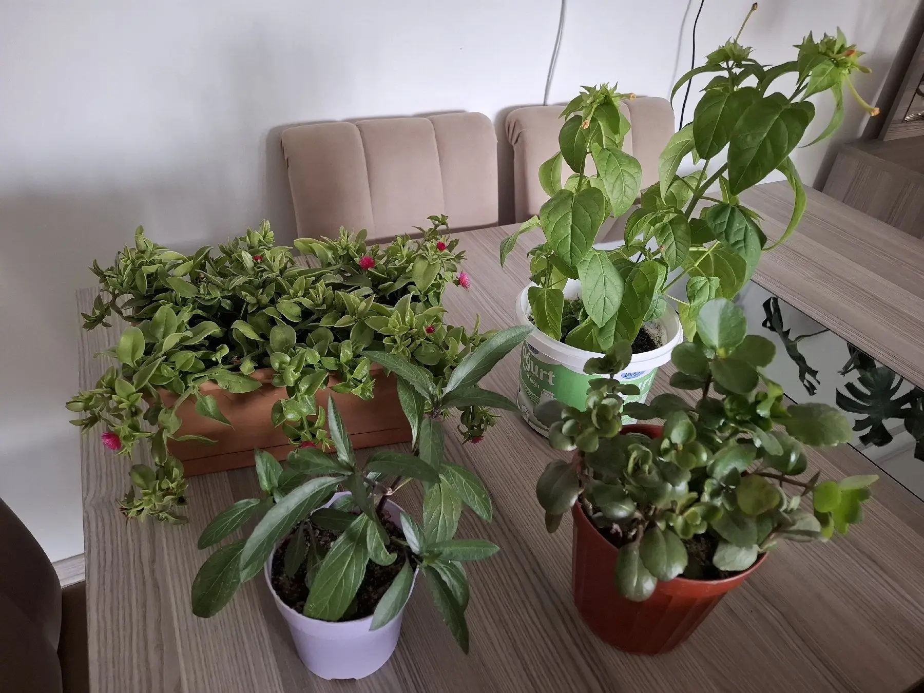 Canlı çiçekler  hepsi 550₺