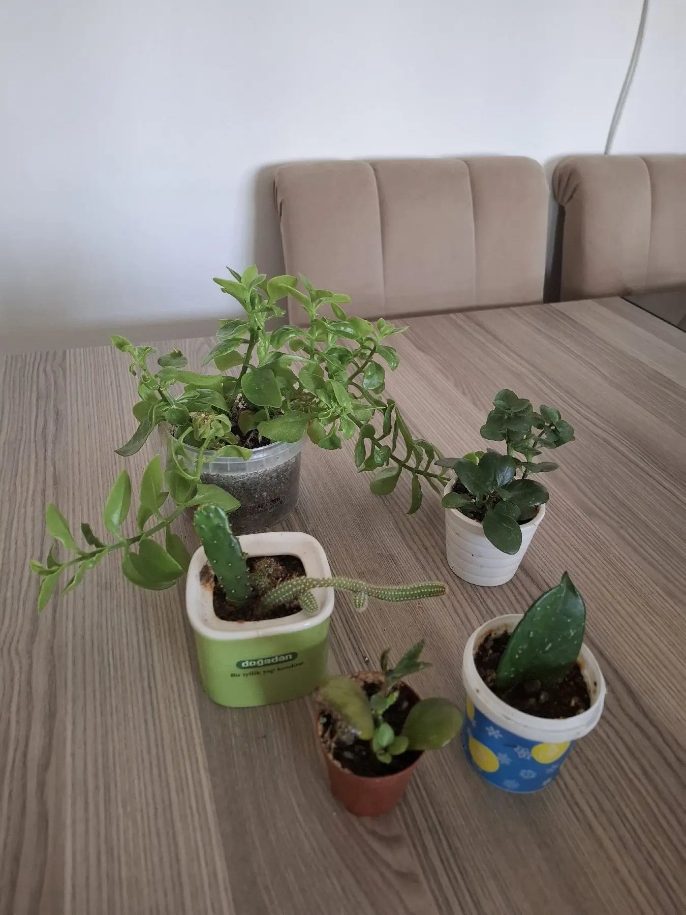 Farklı sukulent ve çiçekler ( mini kaplarda 5 farklı canlı çiçek)