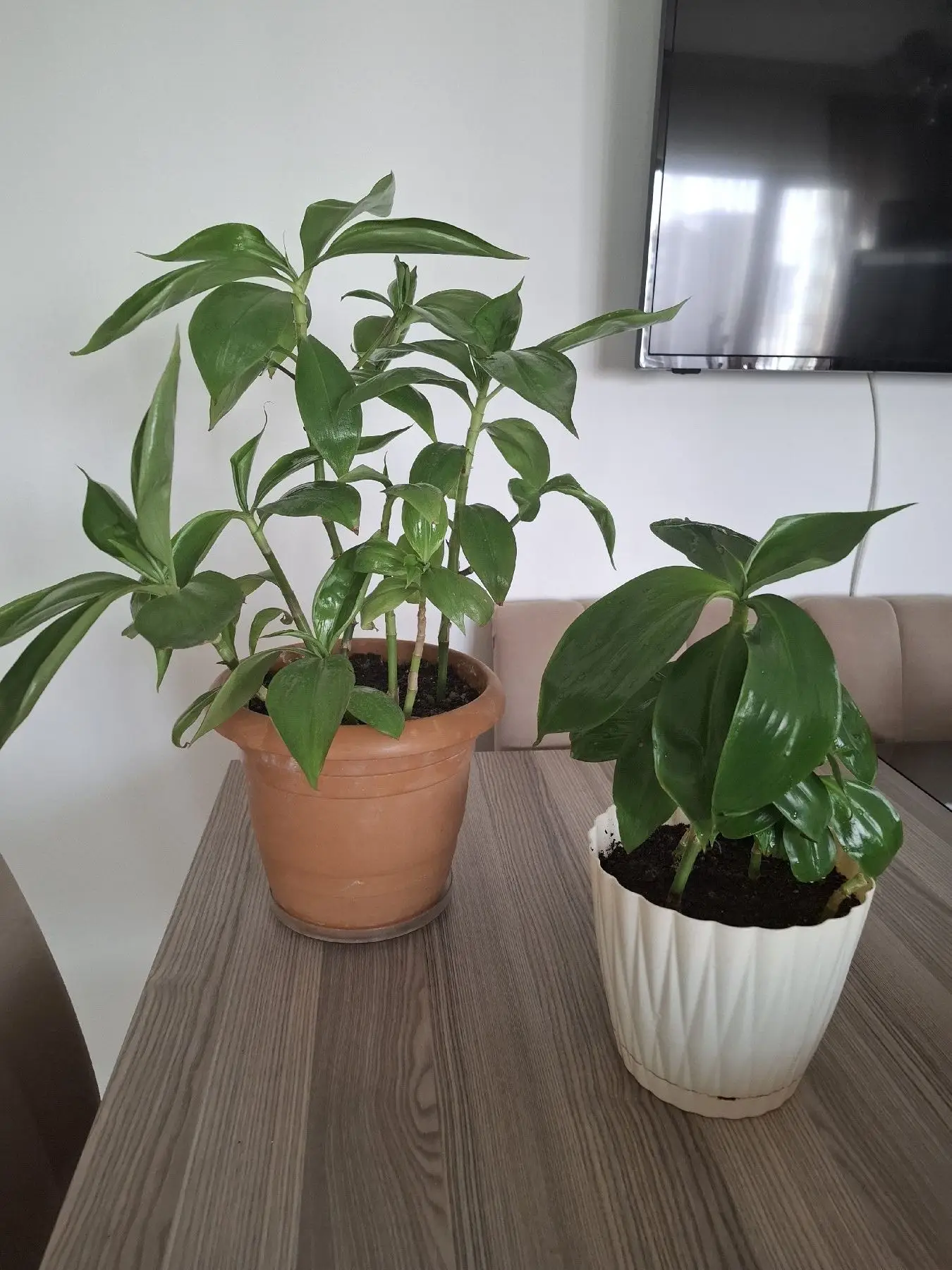 Ahtabot ( aynalı telgraf,  dev telgraf) çiçeği