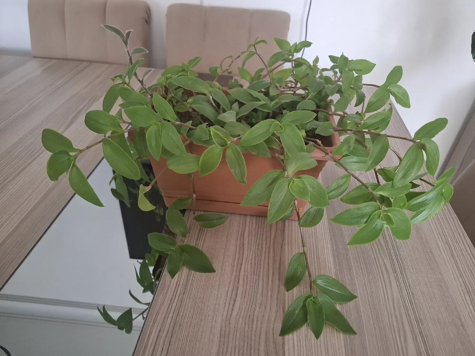 Saksıda yeşil bitki ( telgraf çiçegi  )