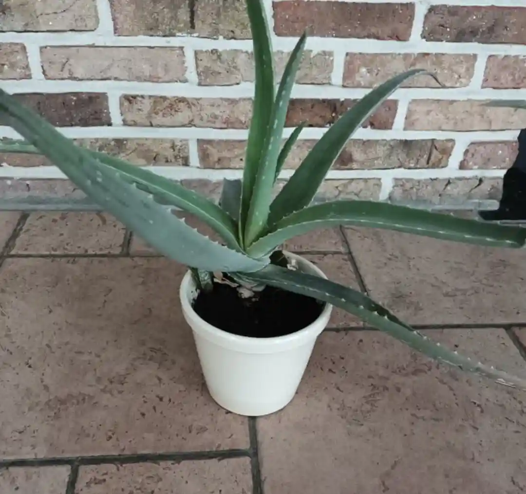 Aloe vera saksı bitkisi