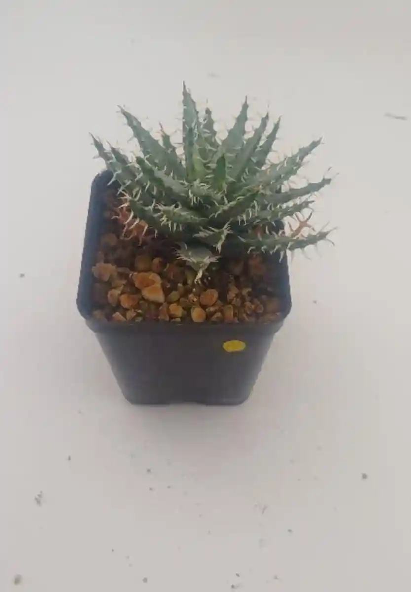 Sukulent bitki saksıda