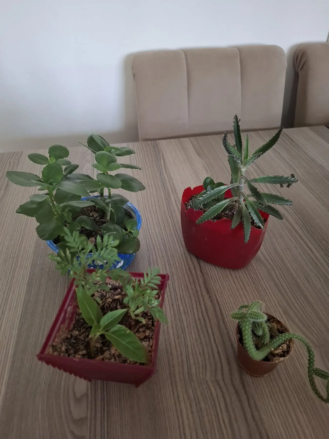 Renkli saksılarda çeşitli bitkiler (hepsi 100₺)
