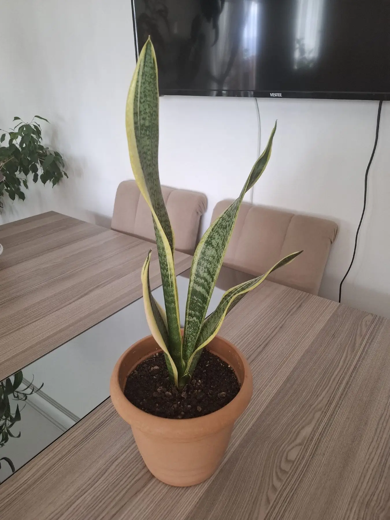 Yüksek yapraklı saksı (bitkisi kılıç çiçeği)