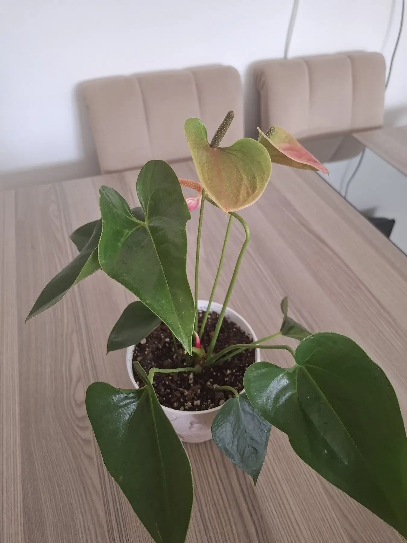 Renkli anthurium saksı bitkisi