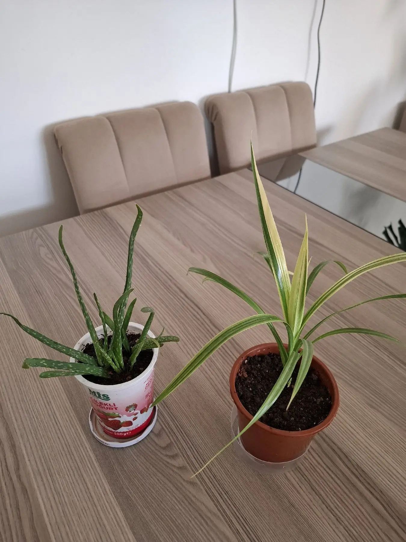 Canlı çiçekler  ( ikisi 250₺)