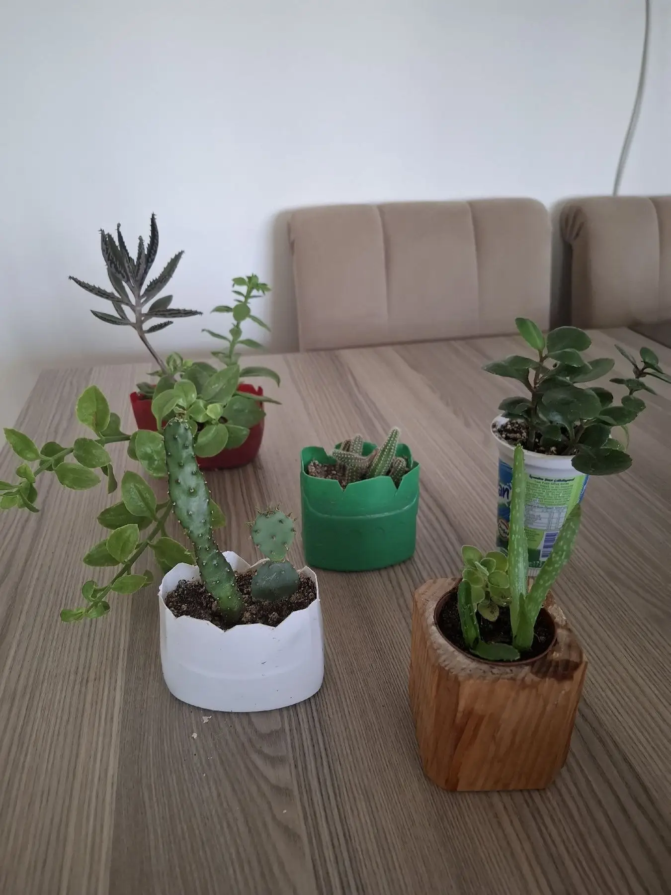 Farklı sukulent çeşitleri( küçük kaplarda 5 farklı çiçek)