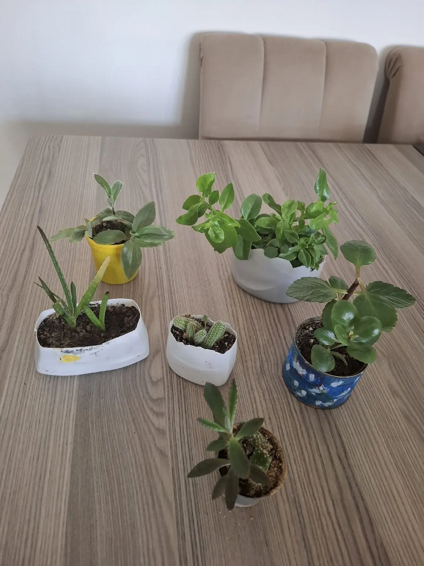 Hepsi 100₺, küçük plastik kaplarda  canlı çiçekler