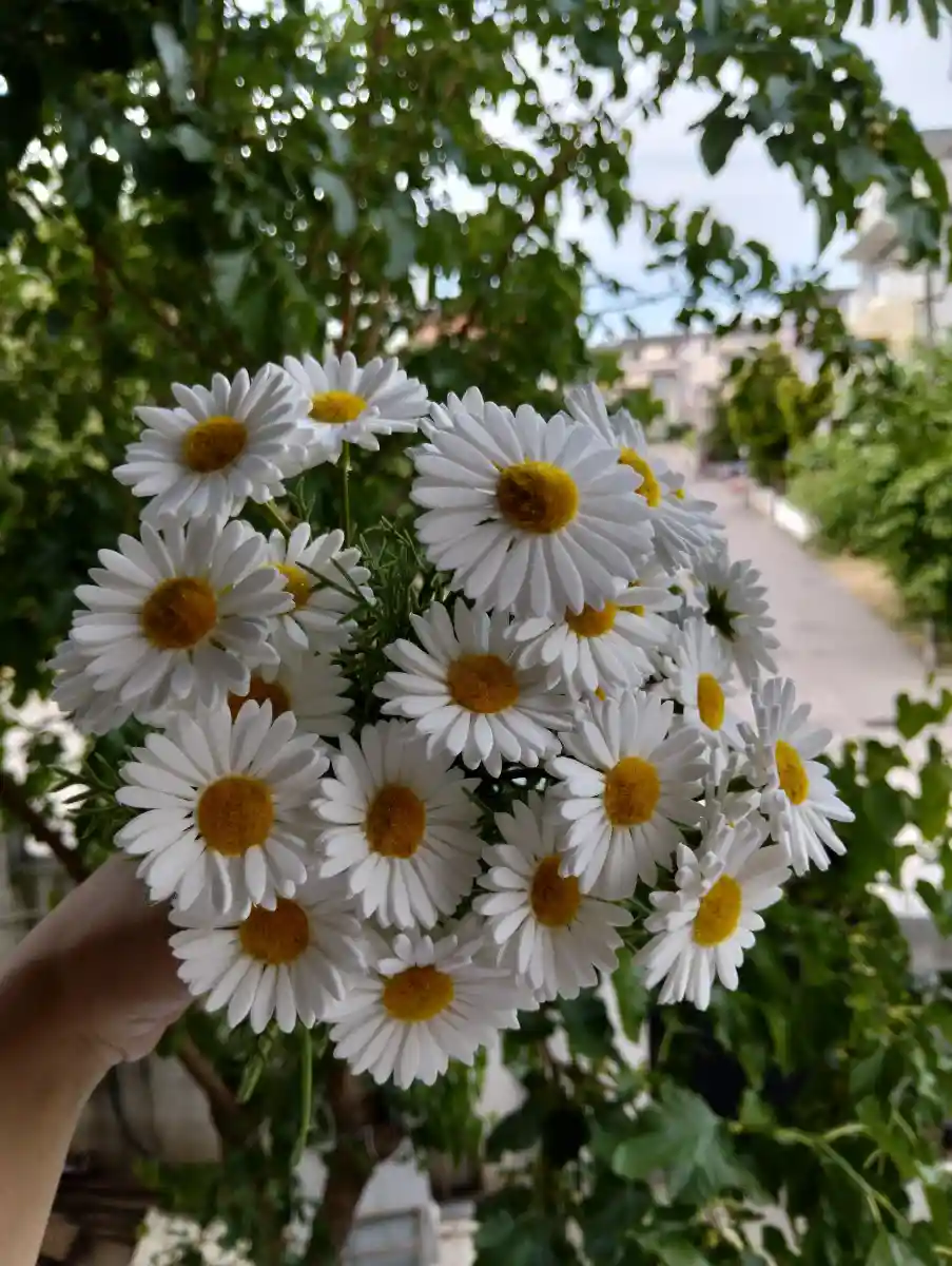 Beyaz papatya çiçek buketi