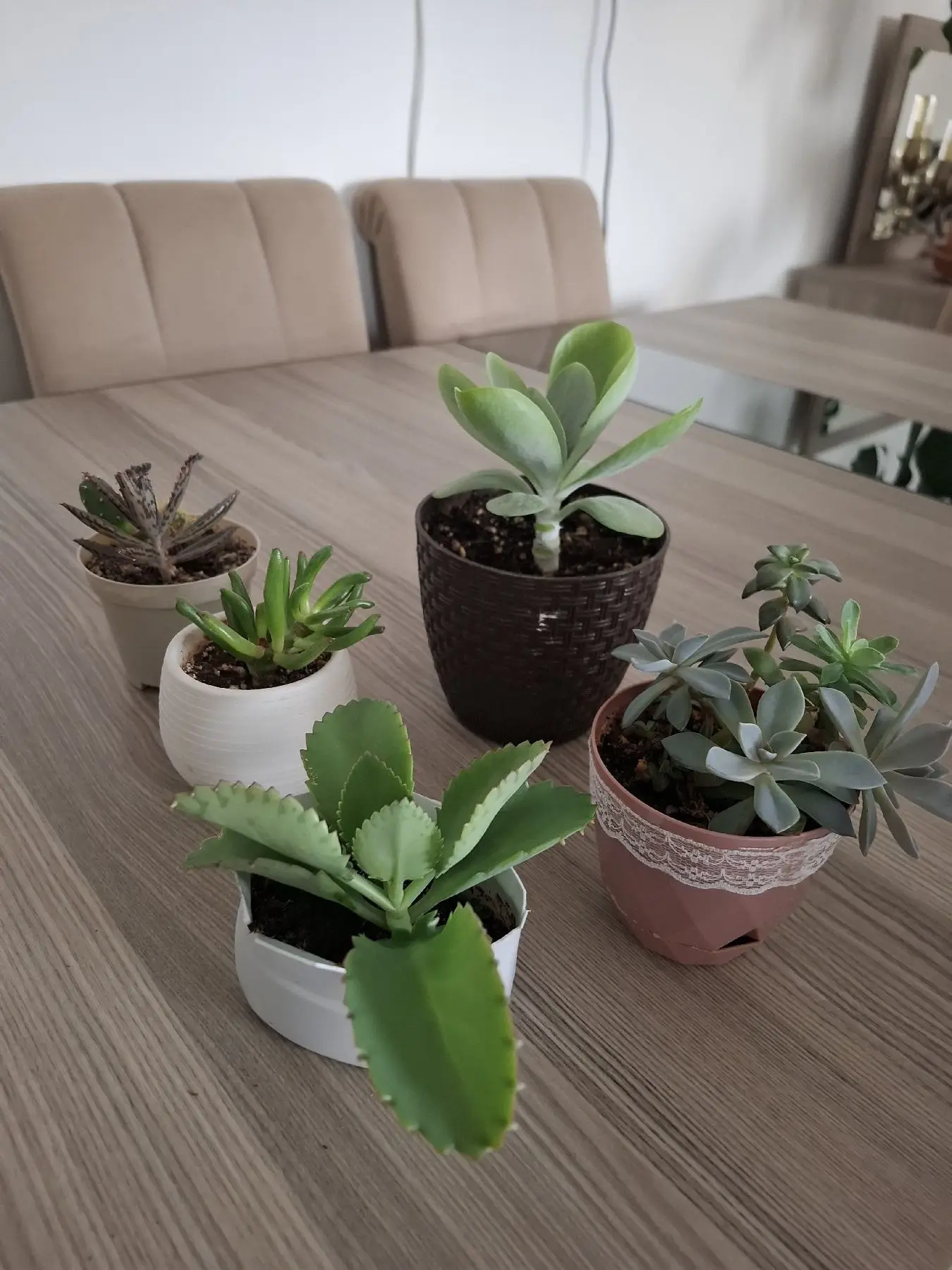 Farklı sukulent çeşitleri ( hepsi 550₺)