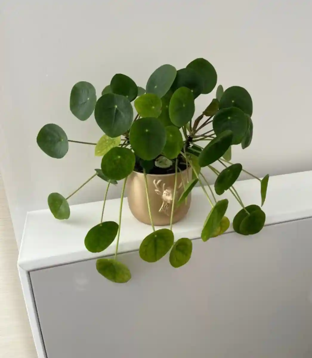 Pilea saksı bitkisi