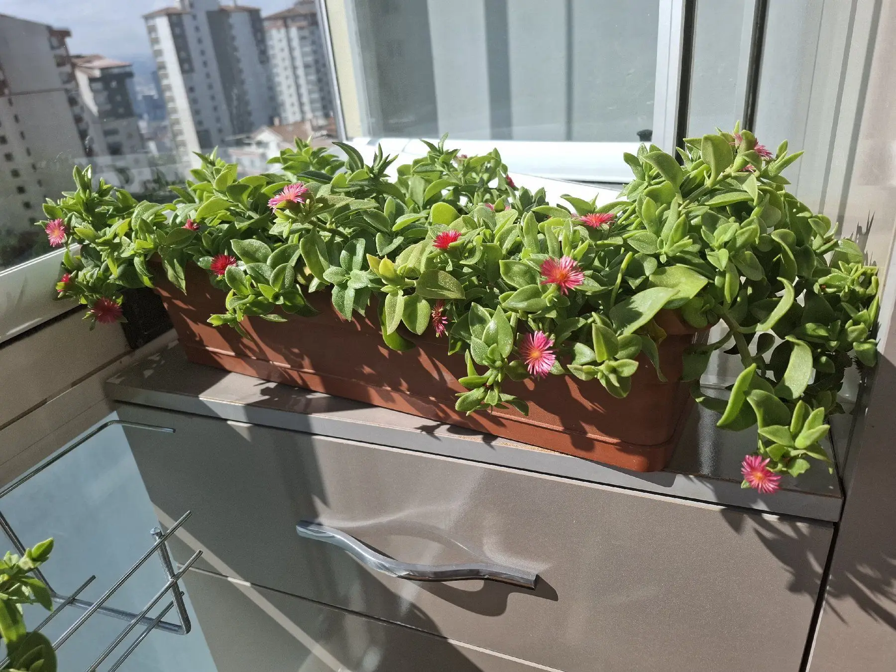 Balkon i̇çin saksıda çiçekler