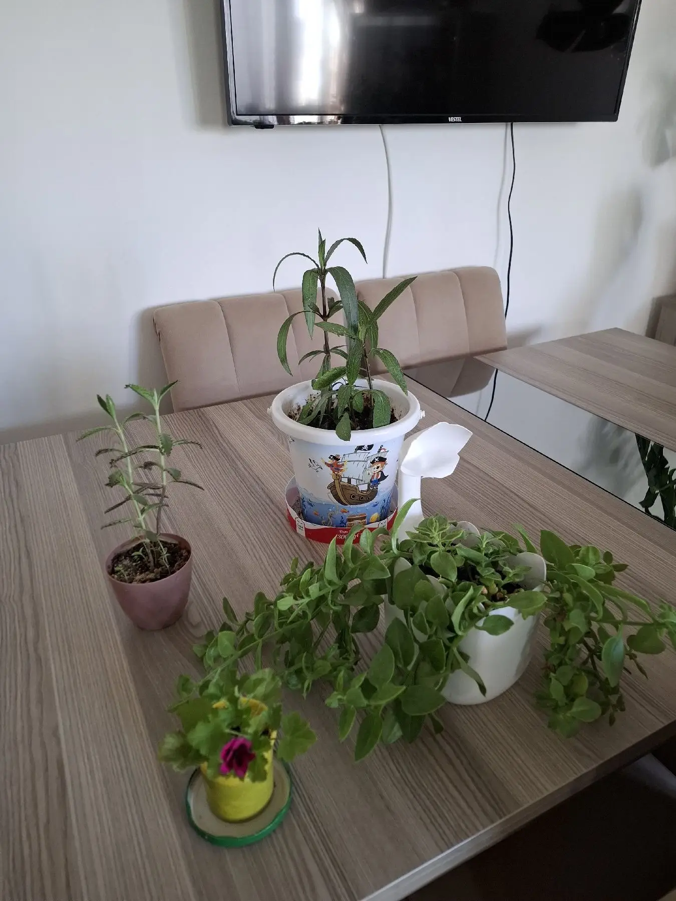Canlı çiçekler  ( hepsi 350₺)