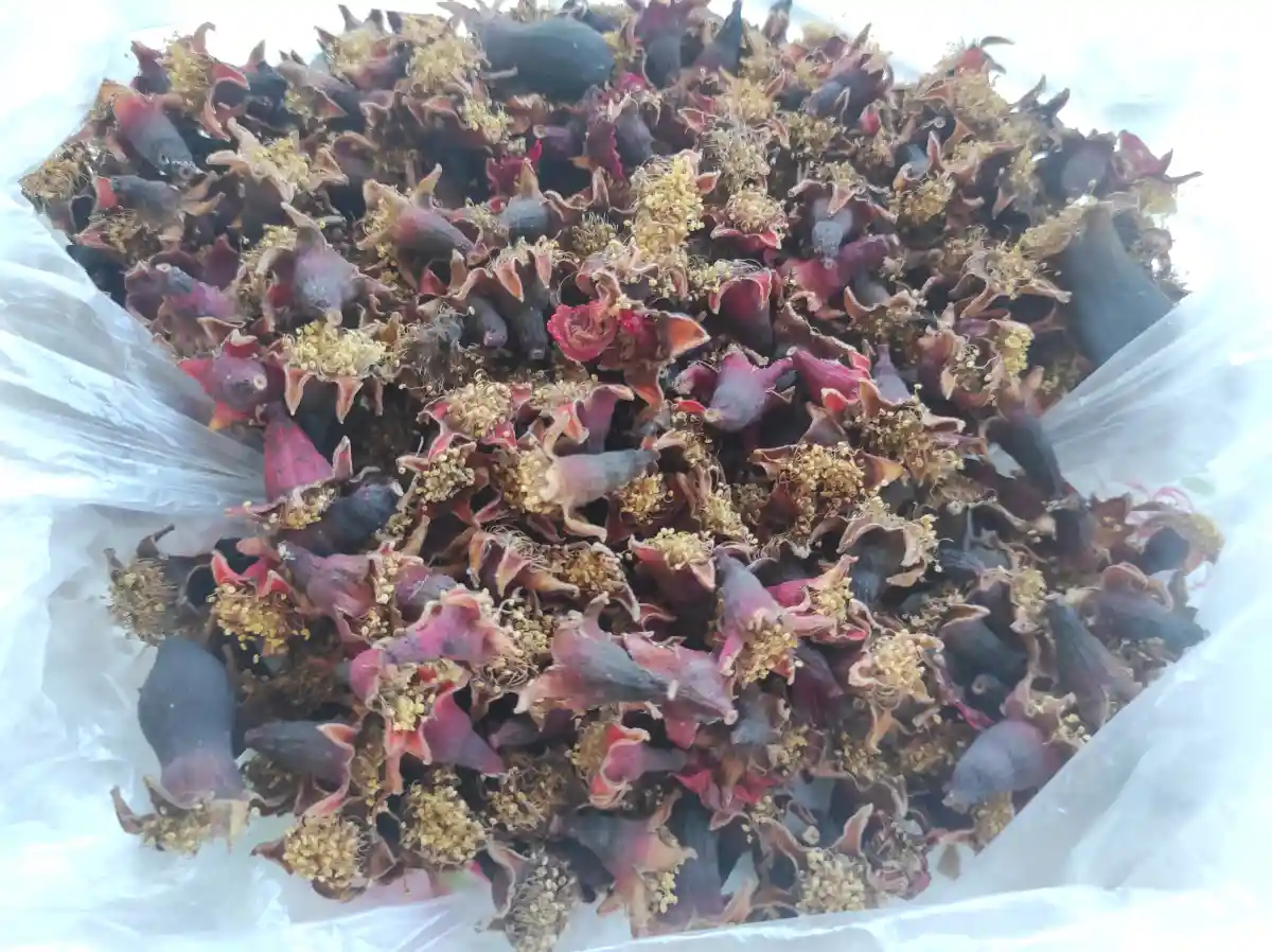 Kurutulmuş nar çi̇çeği̇