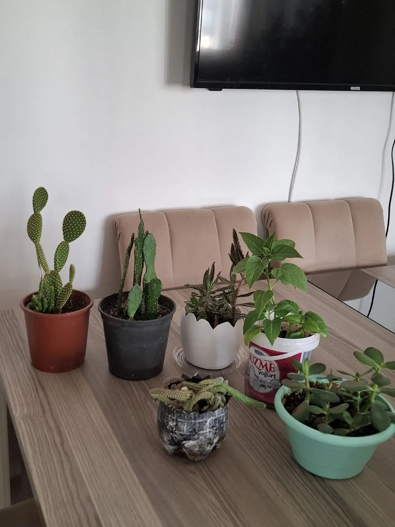 Farklı bitki çeşitleri  ( tane 100₺ )