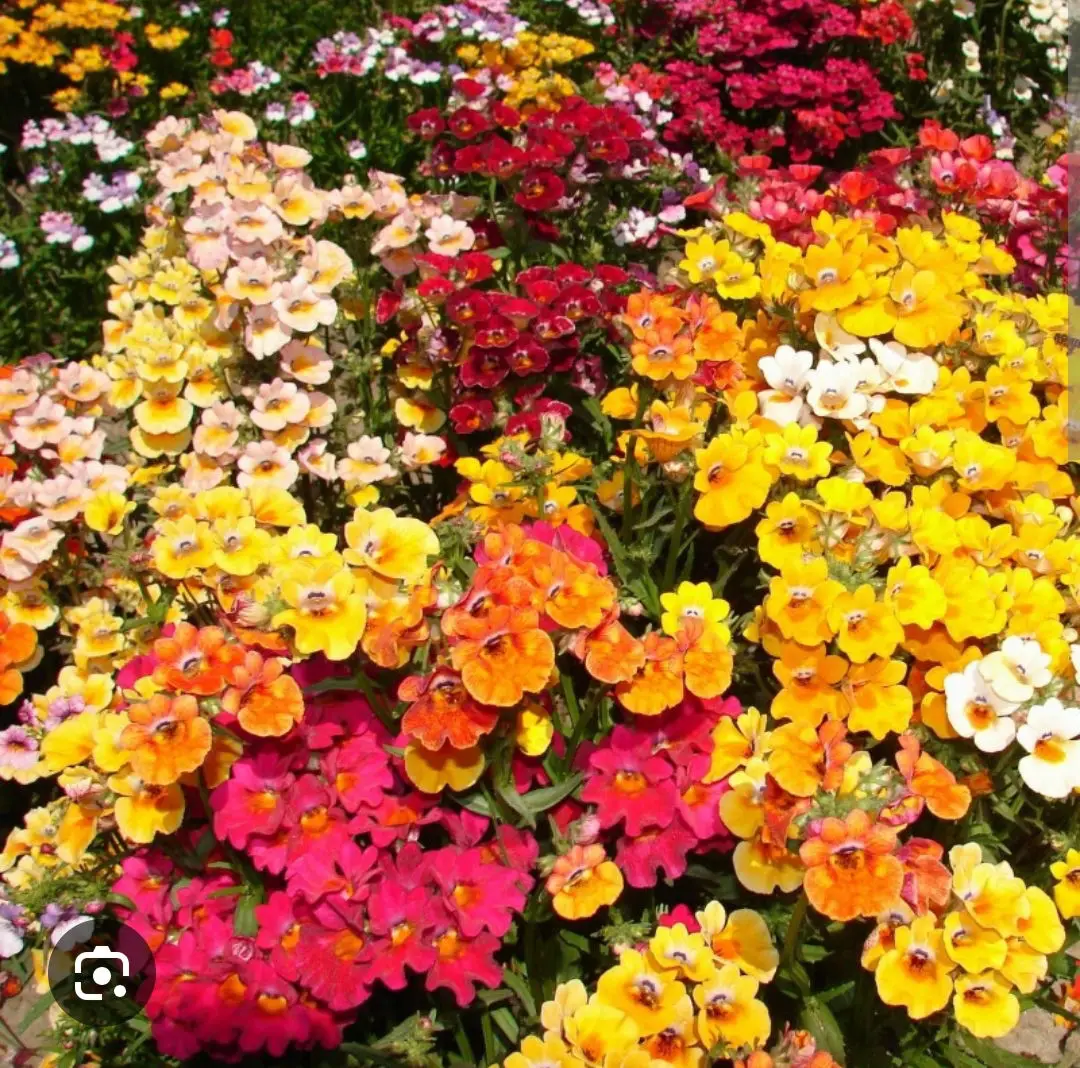 Nemesia karnaval çiçeği tohumu 20 adet fiyatı bahçe ve saksı için uygun karışık renkli ebruli.