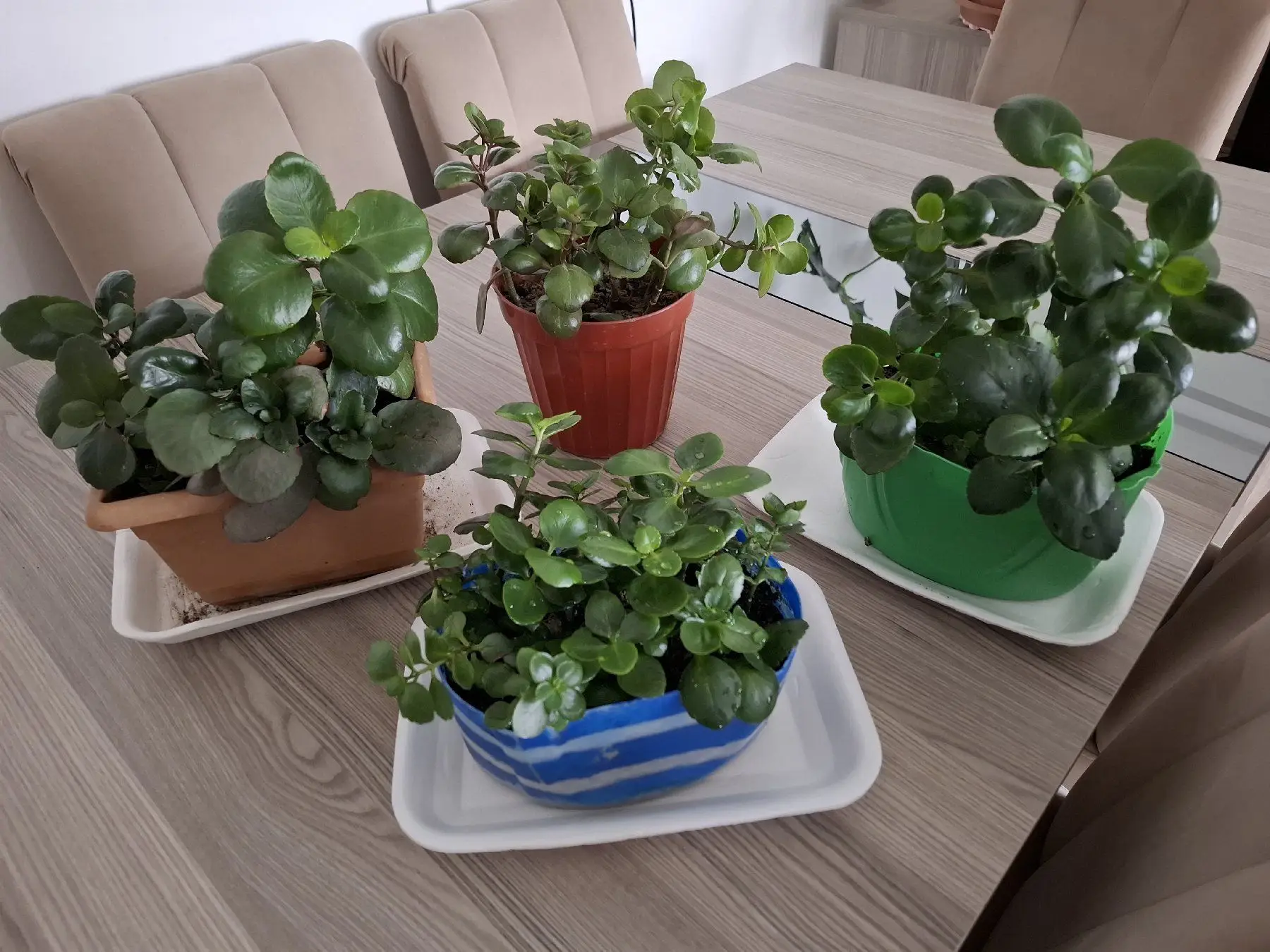 Kalaşo çiçekleri ( tane 200₺ ) kırmızı ve narçiçeği