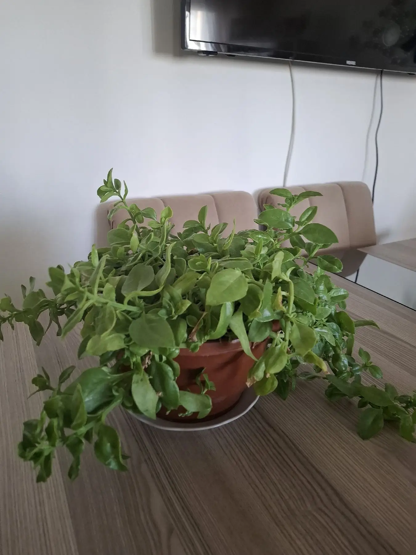 Yeşil saksı bitkisi ( buz çiçeği)