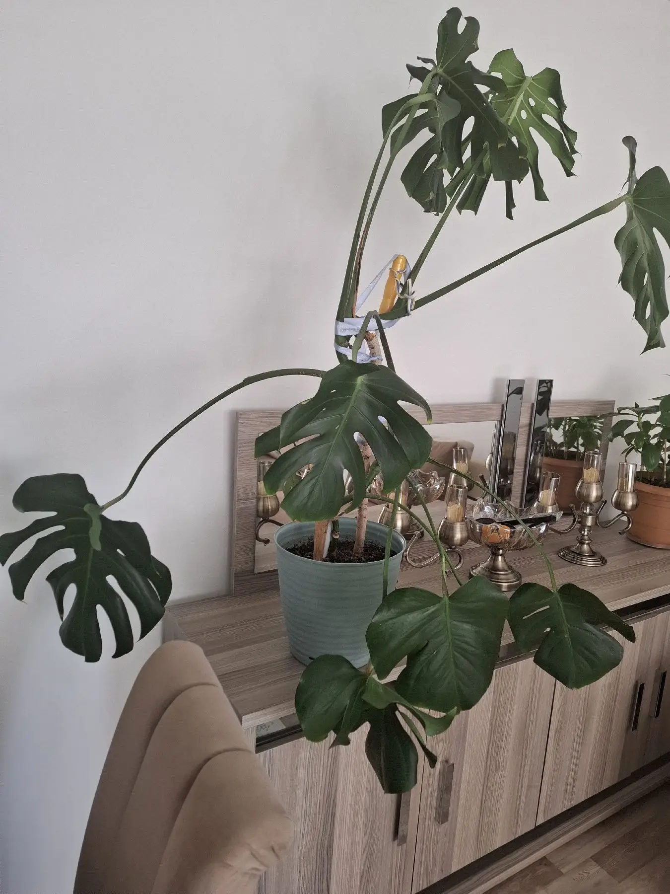 Monstera saksı bitkisi ( deve tabanı)