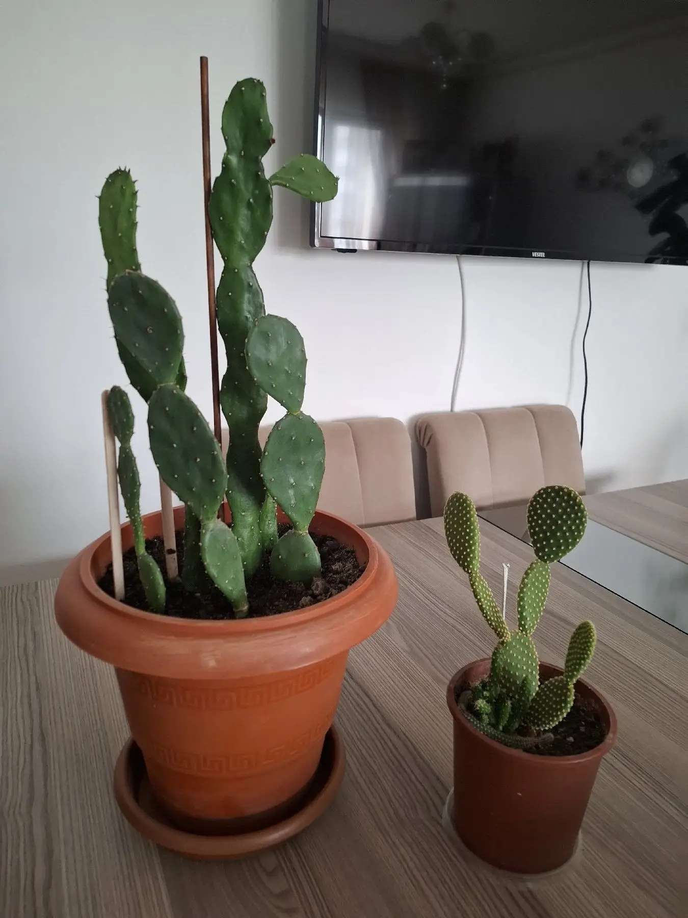 Büyük ve küçük kaktüs seti