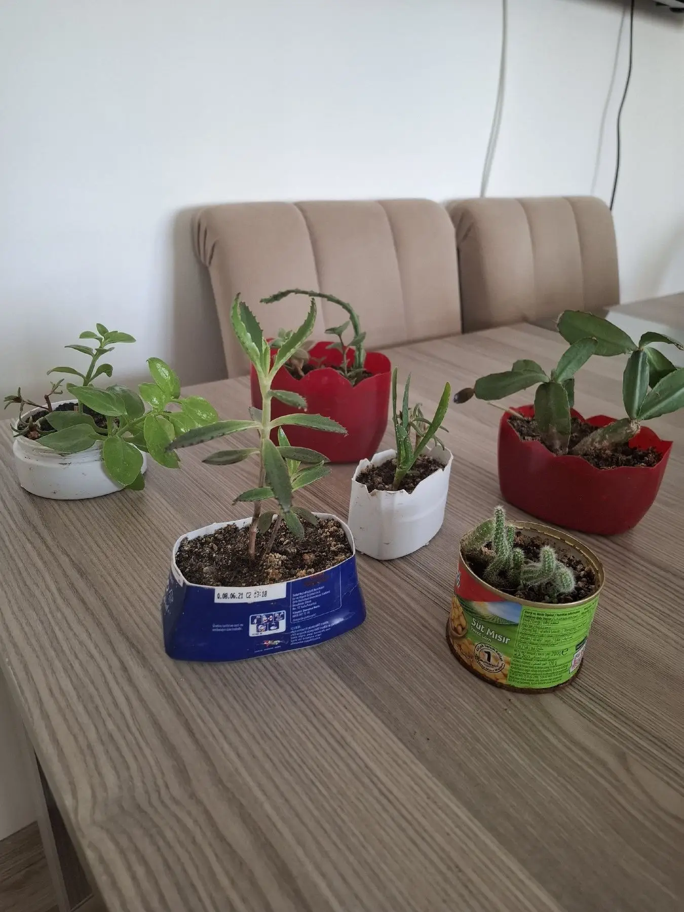 Renkli saksılarda sukulentler ( hepsi 100₺)