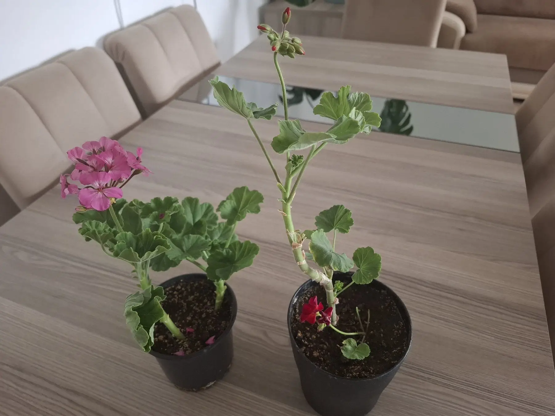 Renkli saksı çiçekleri ( sardunya)