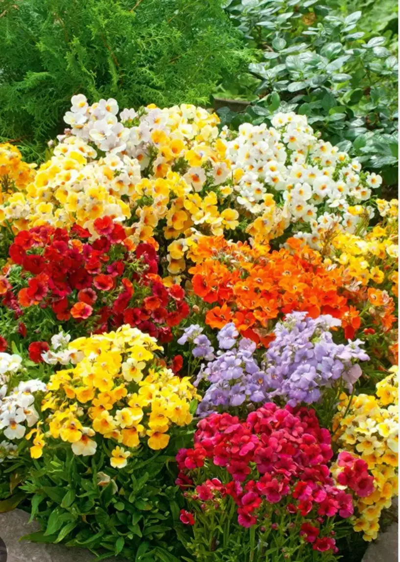 Nemesia karnaval çiçeği tohumu 20 adet fiyatı bahçe ve saksı için uygun karışık renkli.