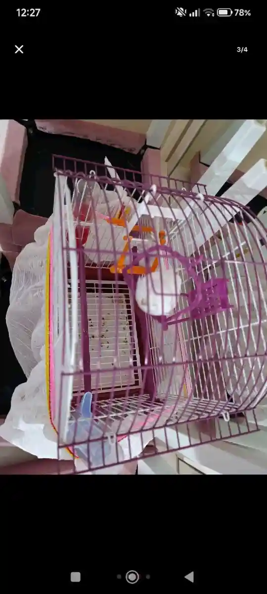 Pembe kuş kafesi