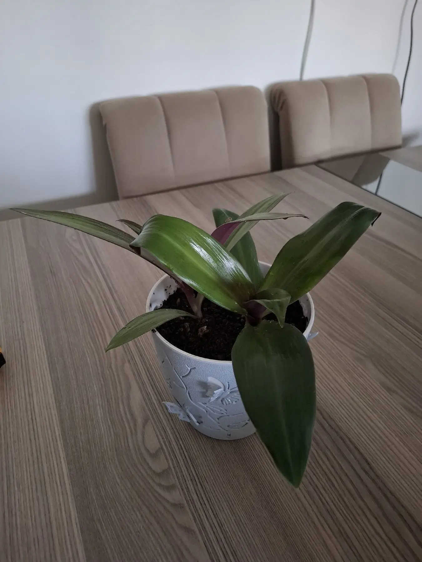 Musa'nın beşiği ( istiridye) çiçeği