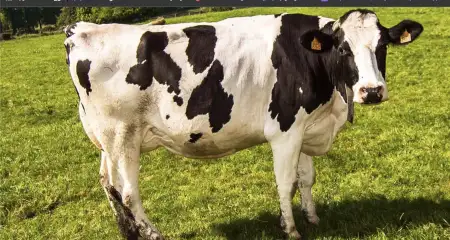 1 adet doğurmuş i̇nek ilan görseli