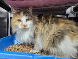 Bu cins kedi sahiplenmek istiyorum