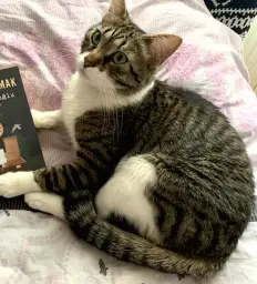 Kayıp kedi i̇lanı (tekir, yeşil gözlü)