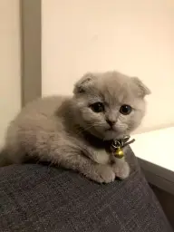 Kedi sahiplendirme i̇lanı (scottish fold)