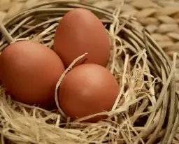 Organik köy yumurtası (30 adetlik koli)