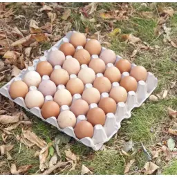 Köy yumurtası (30’lu)